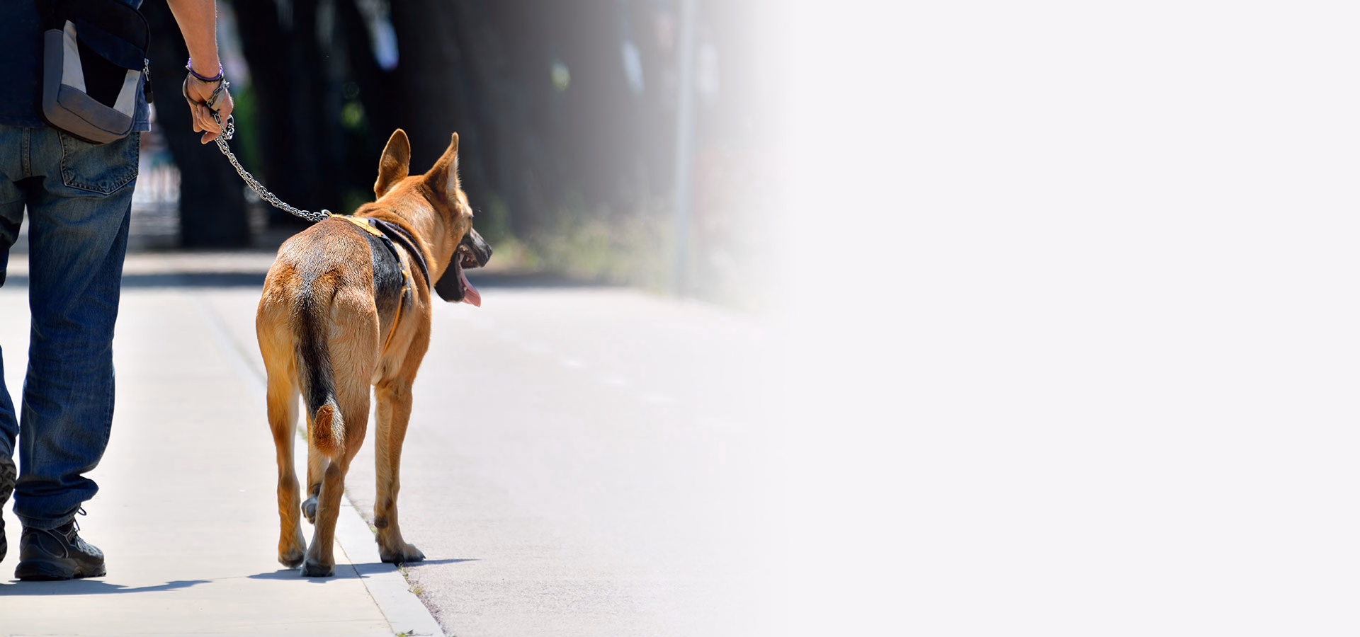 dog being walked